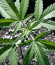 Gorilla Zkittlez fem (Barney's Farm) семена конопли