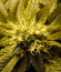 8 Ball Kush fem семена конопли