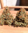 Original Auto OG Kush fem (FastBuds) семена конопли