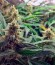 Blue Mystic Automatic (Blueberry Auto) fem (Nirvana Seeds) семена конопли