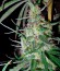 Hawaiian Snow fem (Green House Seeds) семена конопли