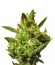 Super Critical Auto (Green House Seeds) семена конопли