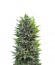 Mikromachine Auto fem семена конопли