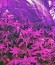Northern Lights fem (Nirvana Seeds) семена конопли