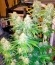 Ice fem (Nirvana Seeds) семена конопли
