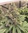 Northern Lights fem (Pyramid Seeds) семена конопли