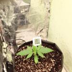 purple-juice-auto-fem-herbies-seeds.jpg