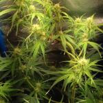 purple-juice-auto-fem-herbies-seeds.jpg