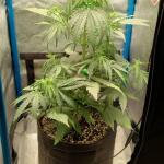 purple-juice-auto-fem-herbies-seeds.jpg