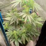 purple-juice-auto-fem-herbies-seeds.jpg