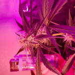 auto-new-york-city-pyramid-seeds.jpg