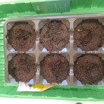 purple-juice-auto-fem-herbies-seeds.jpg