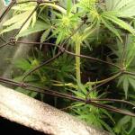 purple-juice-auto-fem-herbies-seeds.jpg