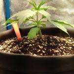 purple-juice-auto-fem-herbies-seeds.jpg
