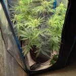 purple-juice-auto-fem-herbies-seeds.jpg