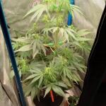 purple-juice-auto-fem-herbies-seeds.jpg