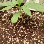 purple-juice-auto-fem-herbies-seeds.jpg