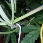 auto-new-york-city-pyramid-seeds.jpg