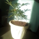 auto-new-york-city-pyramid-seeds.jpg