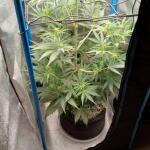 purple-juice-auto-fem-herbies-seeds.jpg