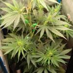 purple-juice-auto-fem-herbies-seeds.jpg
