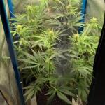 purple-juice-auto-fem-herbies-seeds.jpg