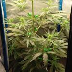 purple-juice-auto-fem-herbies-seeds.jpg