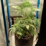 purple-juice-auto-fem-herbies-seeds.jpg
