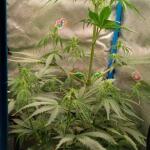 purple-juice-auto-fem-herbies-seeds.jpg