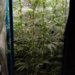 purple-juice-auto-fem-herbies-seeds.jpg