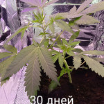 original-auto-og-kush-fem-fastbuds.jpg