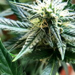 auto-new-york-city-pyramid-seeds.jpg