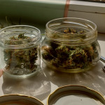 original-auto-og-kush-fem-fastbuds.jpg