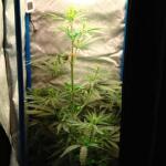 purple-juice-auto-fem-herbies-seeds.jpg
