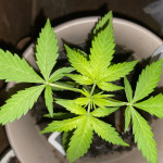 auto-new-york-city-fem-pyramid-seeds.jpeg