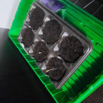 purple-juice-auto-fem-herbies-seeds.jpg