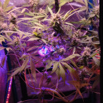 original-auto-og-kush-fem-fastbuds.jpg