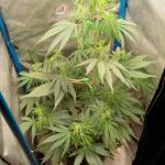 purple-juice-auto-fem-herbies-seeds.jpg