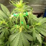 purple-juice-auto-fem-herbies-seeds.jpg