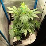purple-juice-auto-fem-herbies-seeds.jpg