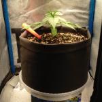 purple-juice-auto-fem-herbies-seeds.jpg