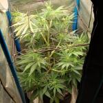 purple-juice-auto-fem-herbies-seeds.jpg