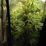 purple-juice-auto-fem-herbies-seeds.jpg