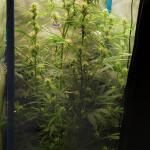 purple-juice-auto-fem-herbies-seeds.jpg