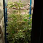 purple-juice-auto-fem-herbies-seeds.jpg