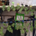 original-auto-og-kush-fem-fastbuds.jpg