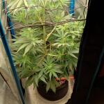 purple-juice-auto-fem-herbies-seeds.jpg