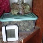 purple-juice-auto-fem-herbies-seeds.jpg