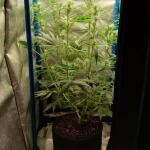 purple-juice-auto-fem-herbies-seeds.jpg