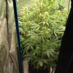 purple-juice-auto-fem-herbies-seeds.jpg